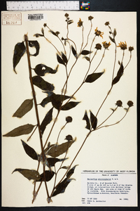 Helianthus microcephalus image