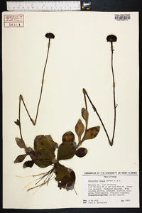 Helianthus radula image