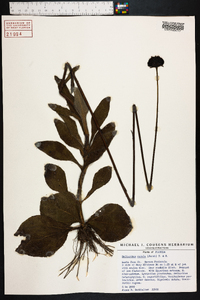 Helianthus radula image