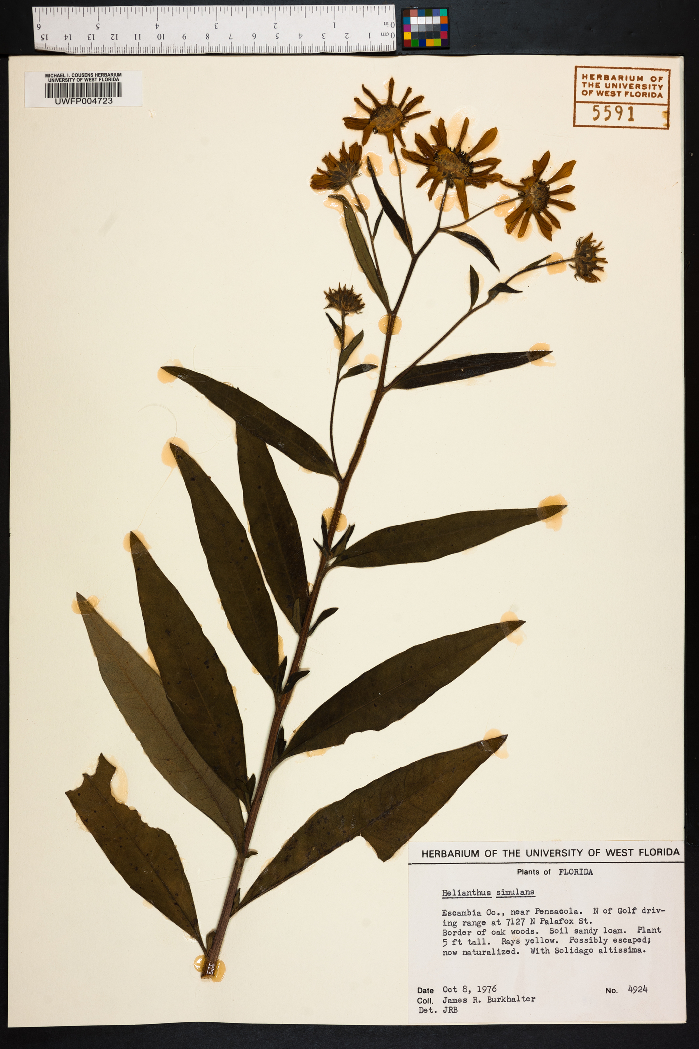 Helianthus carnosus image