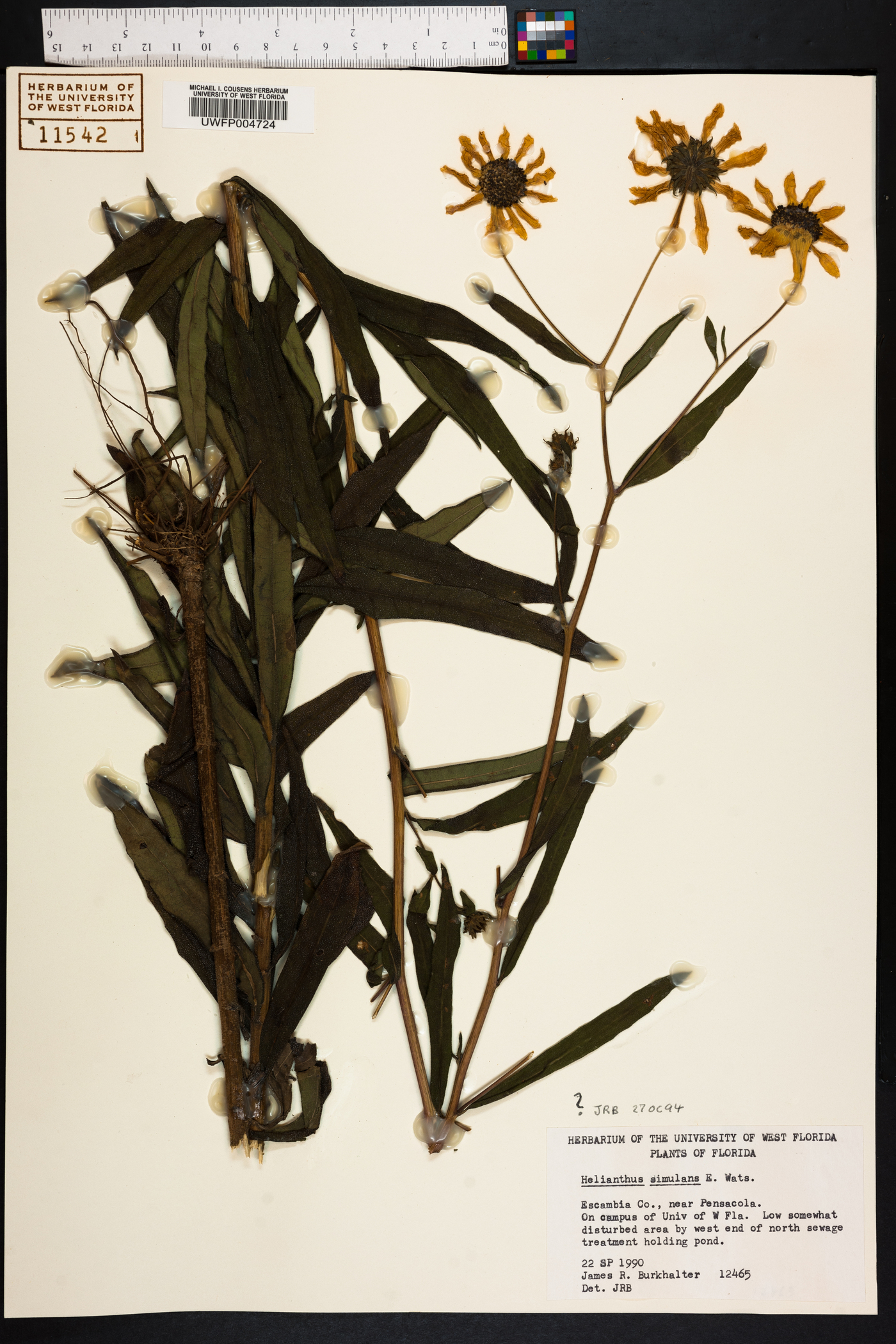 Helianthus carnosus image