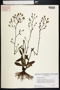 Hieracium gronovii image