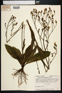 Hieracium gronovii image