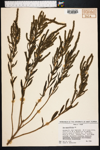 Iva angustifolia image