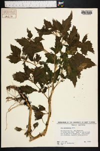 Cyclachaena xanthiifolia image