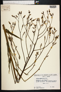 Lactuca graminifolia image