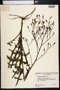 Lactuca graminifolia image