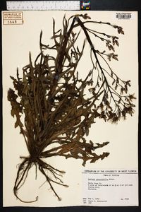 Lactuca graminifolia image