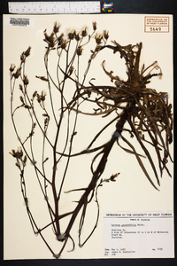 Lactuca graminifolia image