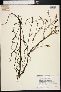 Lactuca graminifolia image