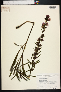 Liatris aspera image