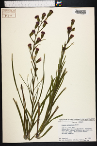 Liatris cylindracea image