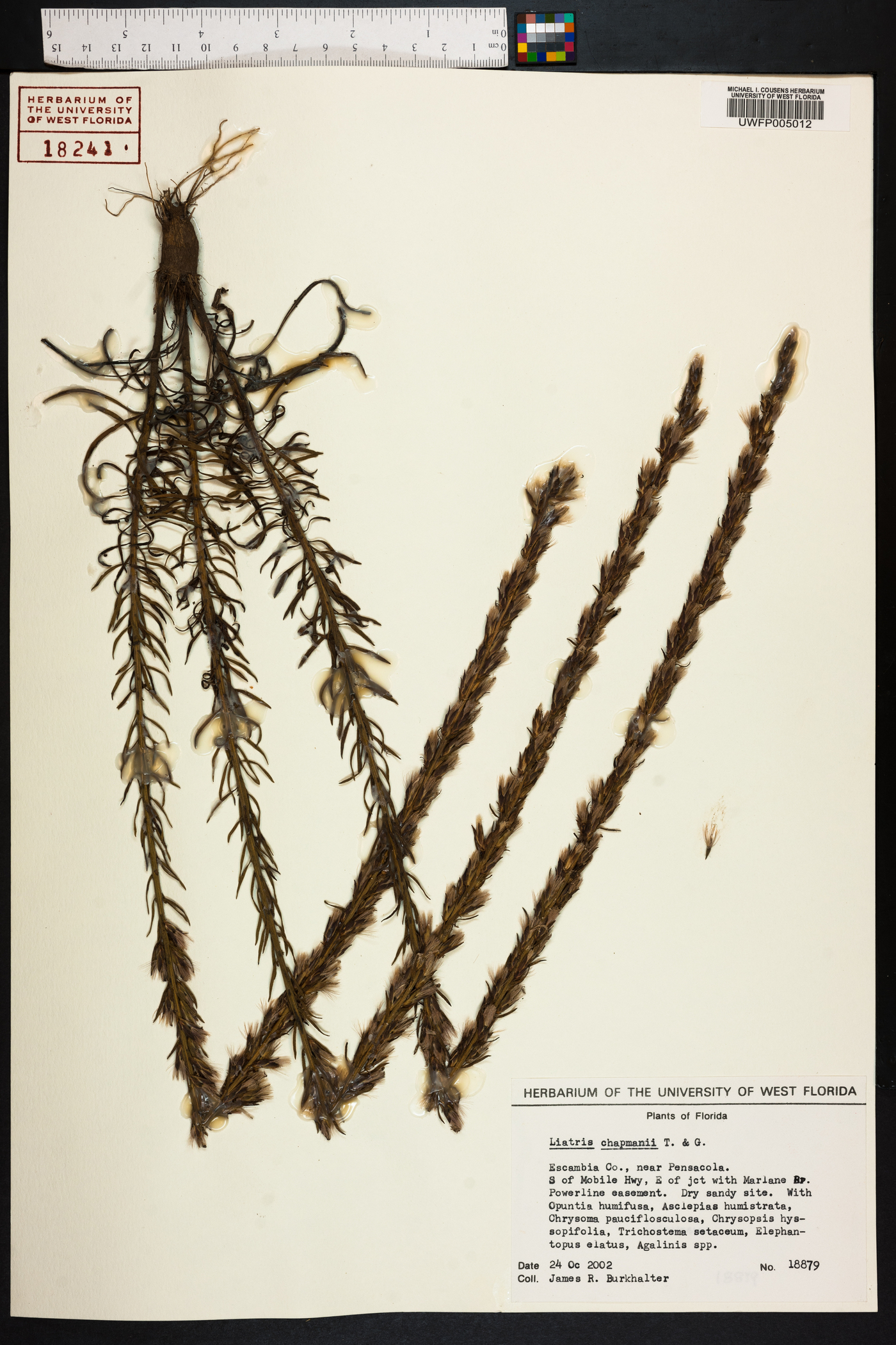 Liatris chapmanii image
