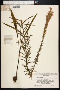 Liatris elegans image