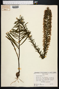 Liatris elegans image