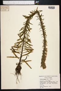 Liatris elegans image