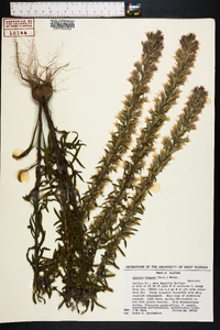 Liatris elegans image