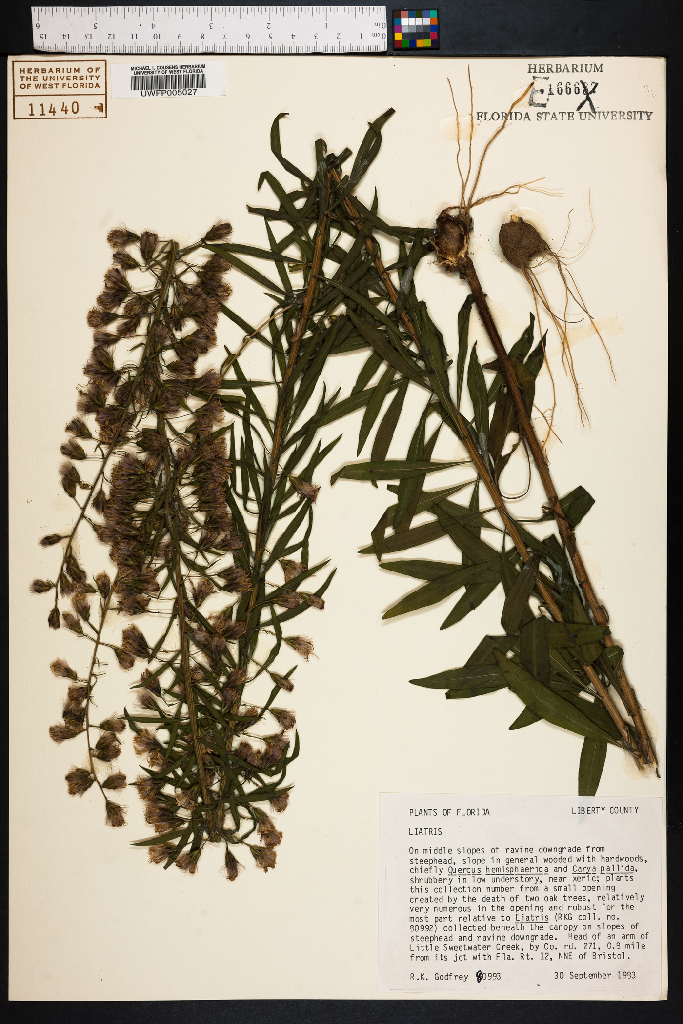 Liatris gholsonii image