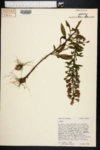 Liatris gholsonii image