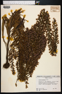 Liatris gracilis image