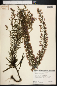 Liatris gracilis image