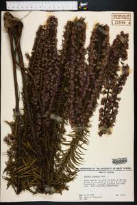 Liatris gracilis image