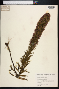 Liatris gracilis image