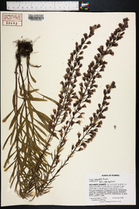 Liatris gracilis image