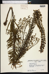 Liatris gracilis image