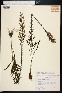 Liatris gracilis image