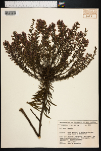 Liatris gracilis image