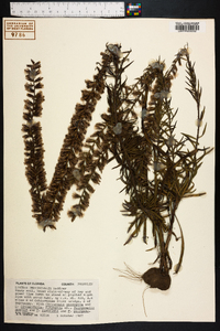 Liatris provincialis image