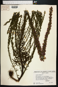 Liatris secunda image