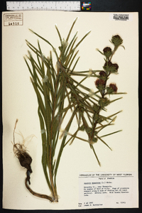 Liatris squarrosa image