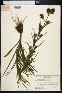 Liatris squarrosa image