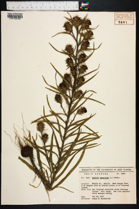Liatris squarrosa image