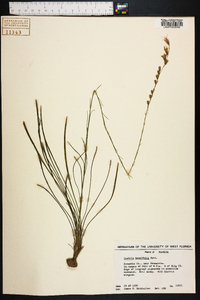 Liatris tenuifolia image