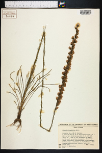 Liatris tenuifolia image