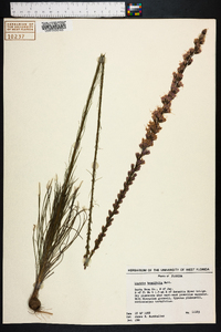 Liatris tenuifolia image