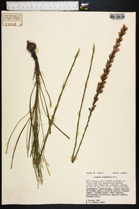 Liatris tenuifolia image