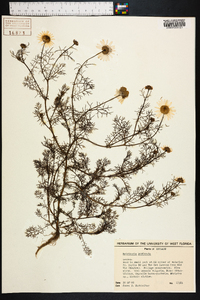 Matricaria discoidea image