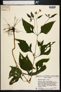Melanthera nivea image