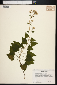 Mikania cordifolia image