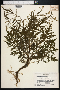 Parthenium hysterophorus image