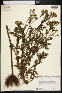 Parthenium hysterophorus image