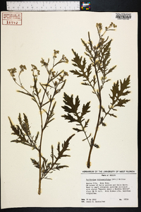 Parthenium hysterophorus image