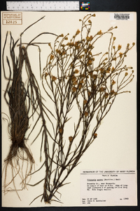 Pityopsis aspera image