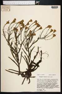 Pityopsis flexuosa image