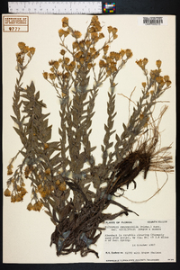 Pityopsis graminifolia image