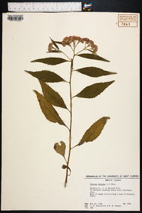 Pluchea odorata image